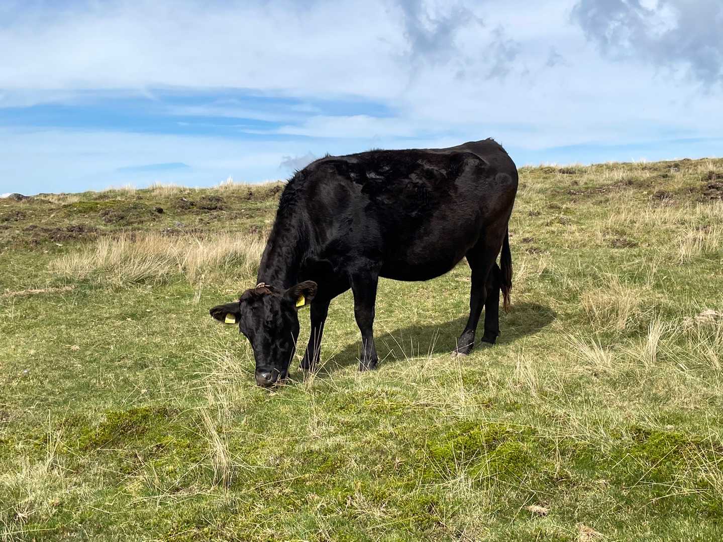 牛🐄