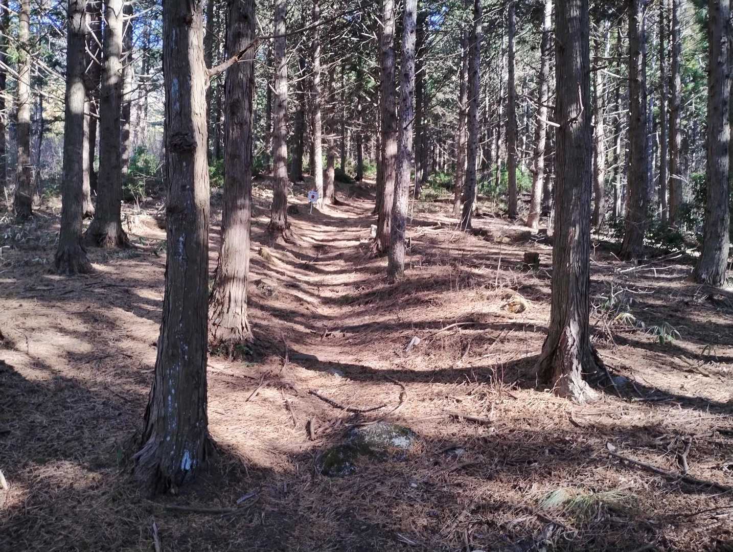 登山コースに突入です👍
良く整備されていて気持ち良く歩けますよ〜