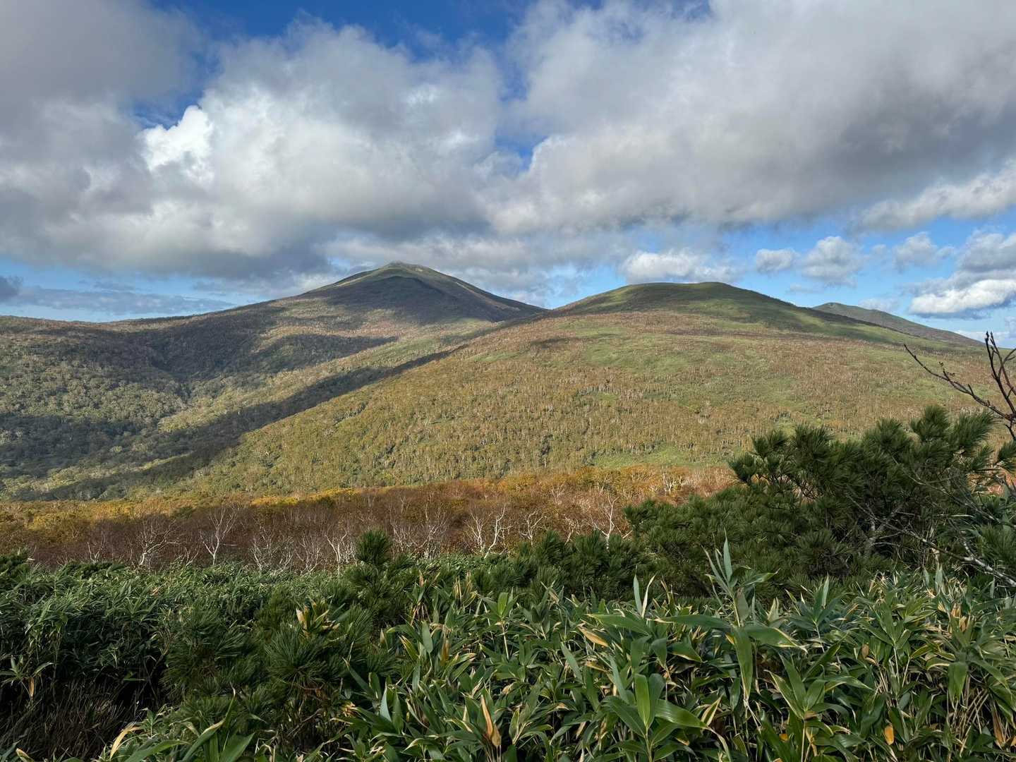 新見峠登山口-白樺山-シャクナゲ岳 往復コースの写真