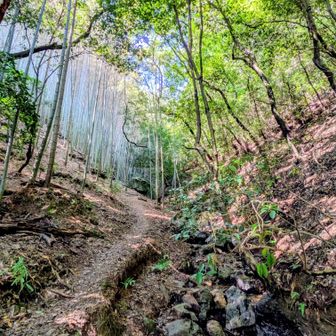 下りはなかなかの山道。3回道間違えかける(汗)