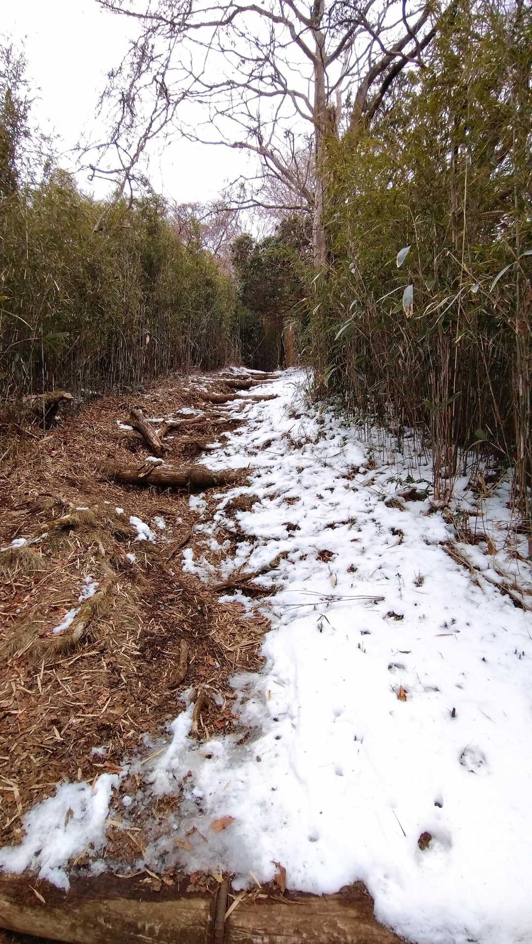 雪が出てきました