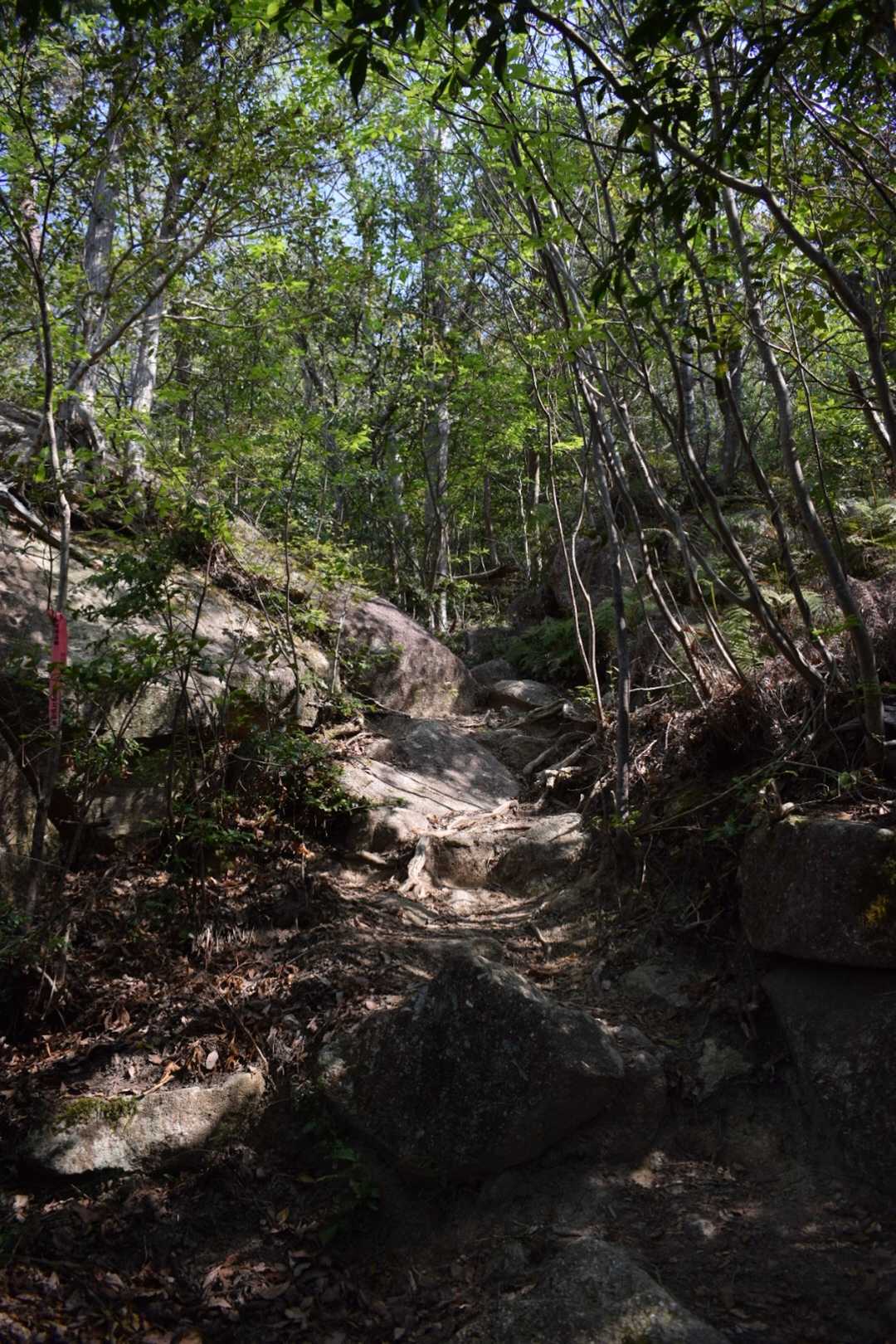 長命寺山登山口-長命寺山-奥島山 往復コースの写真