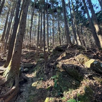 杉林に入ると、礫岩の岩石帯。