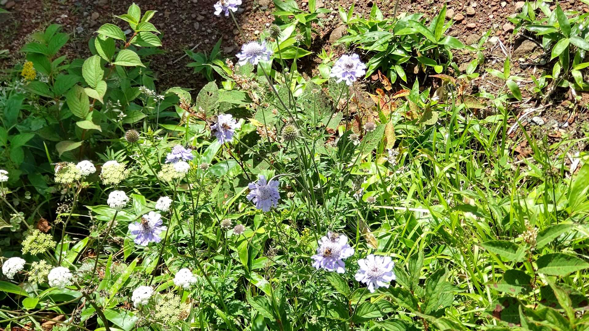 アンテナ付近で、マツムシソウ発見!赤城山で見られるとは思っていませんでした。
