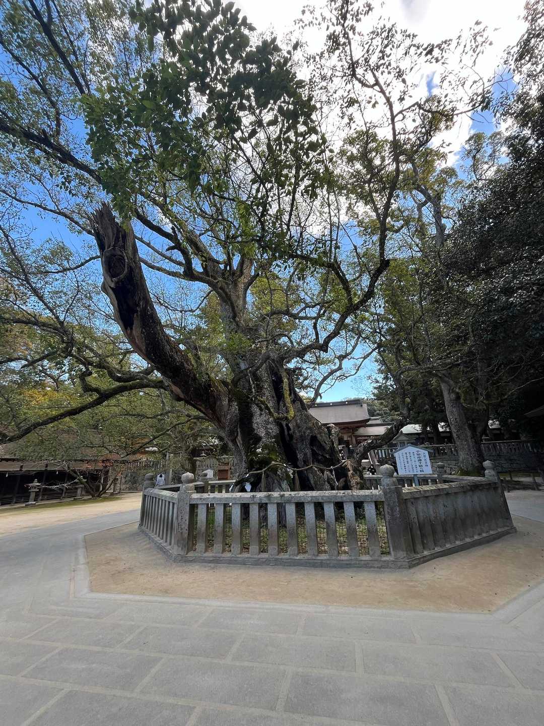 息を止めて3周すると願いが叶うご神木🌲