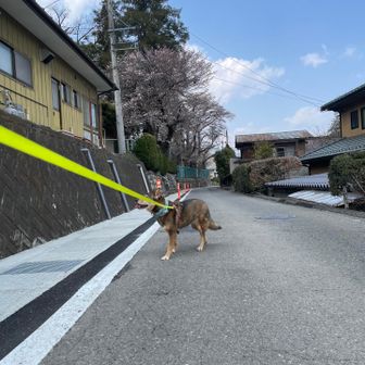 見えてきた！
車停めさせていただいている神社⛩️