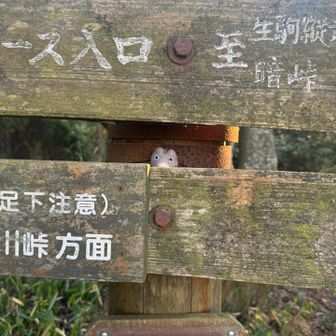この桜の木に7匹🦉いる（探してみてね😊）