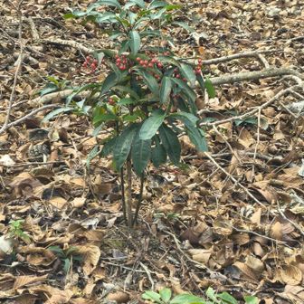 ところどころに千両