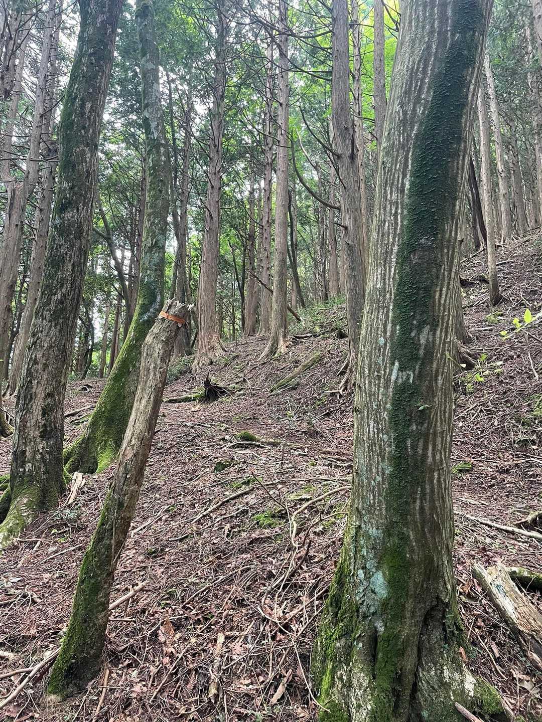 土居登山口-峨蔵越-二ッ岳 往復コースの写真