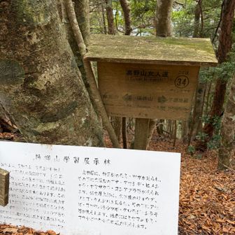 高野三山　楊柳山⛰️