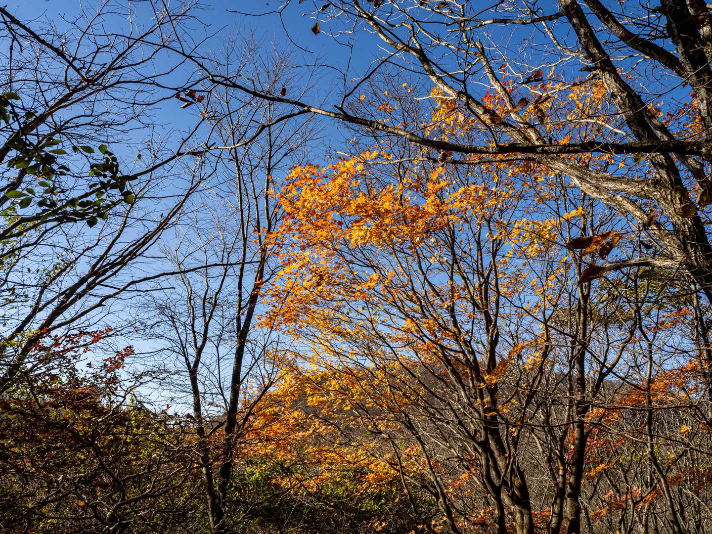 下山時はまだ少し残っている紅葉を楽しみます🍂