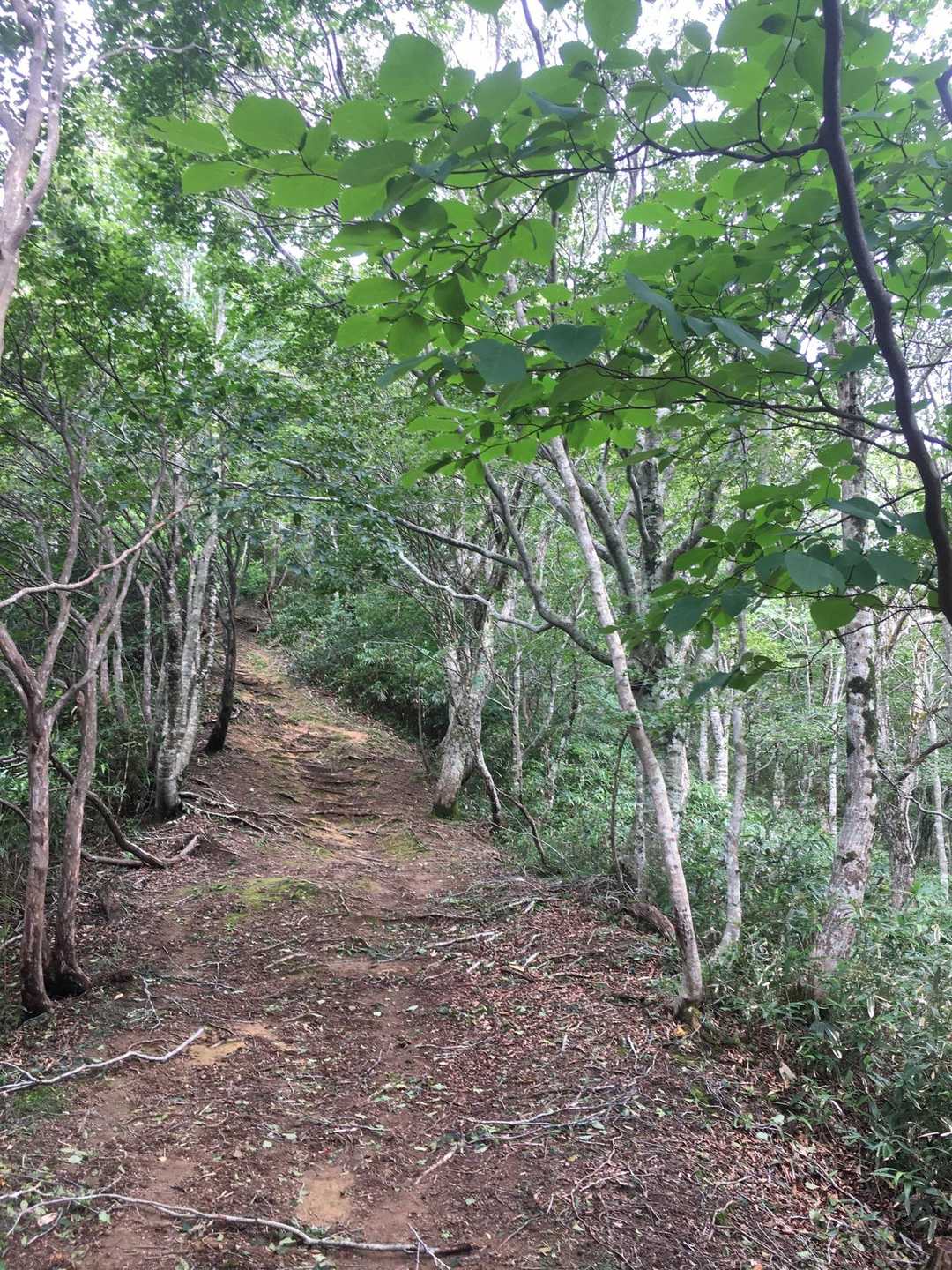 緑がきれい🍃🍃