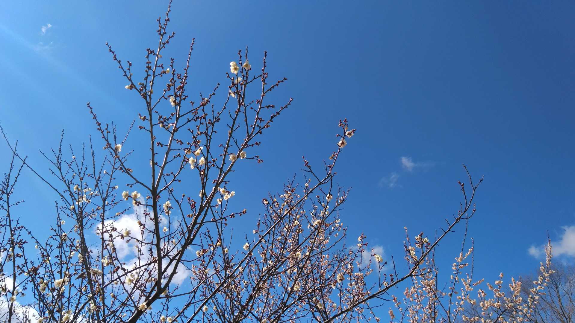 梅が咲いていた愛宕山
