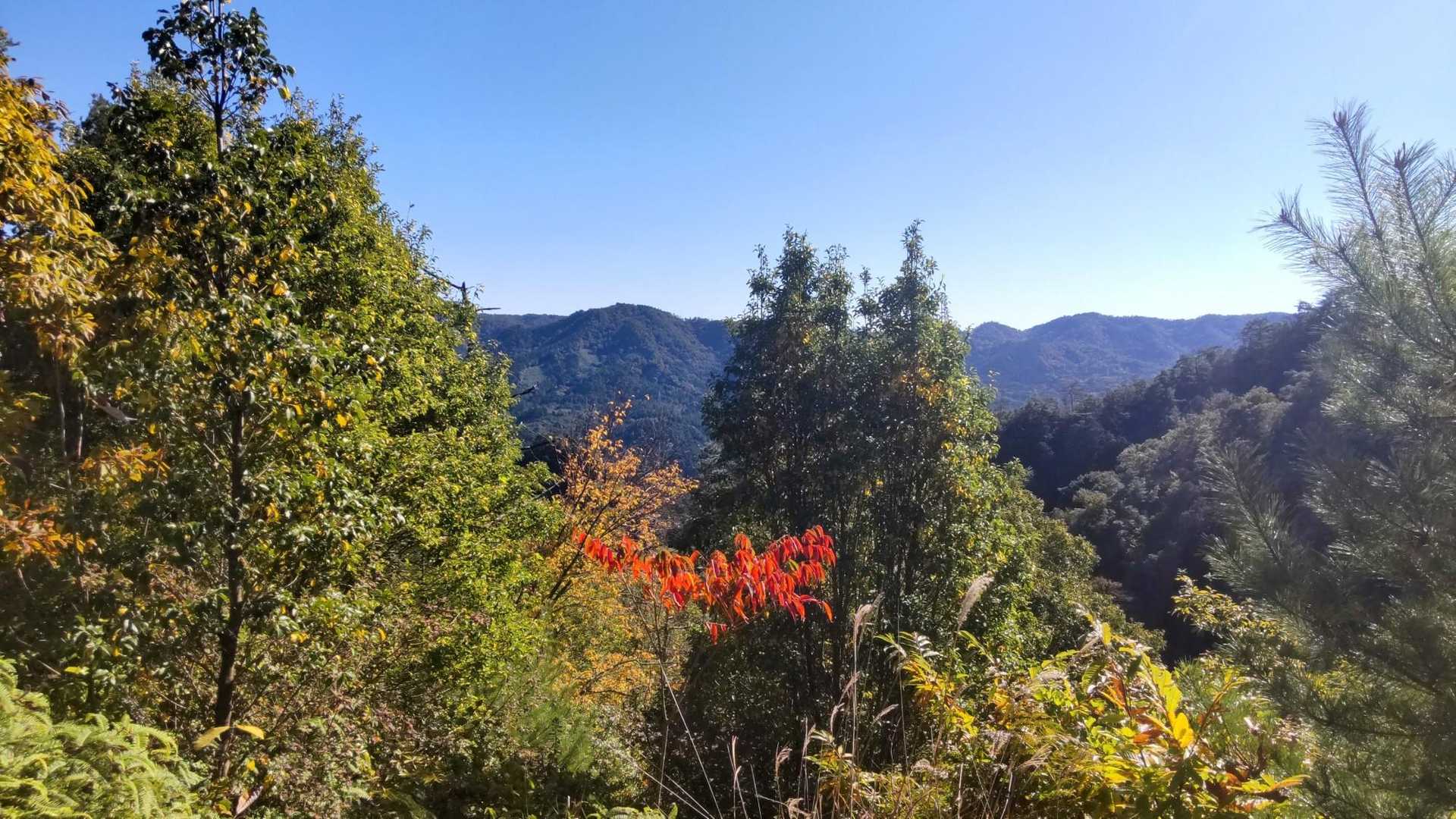 紅葉ちらほら🍁
