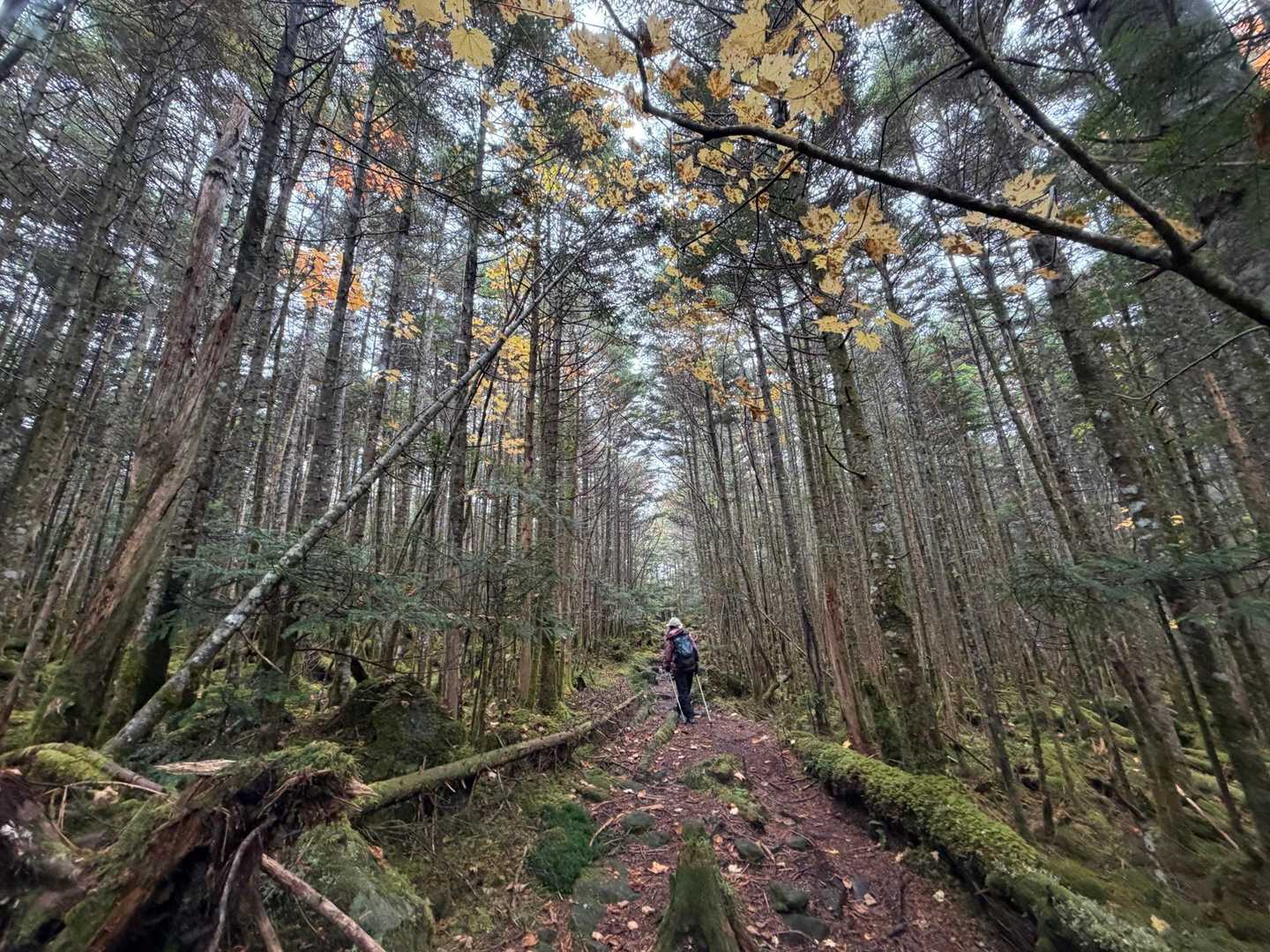 優しい山道