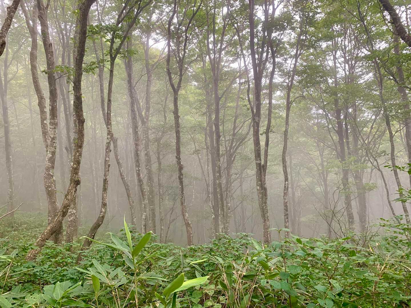 幻想的✨✨