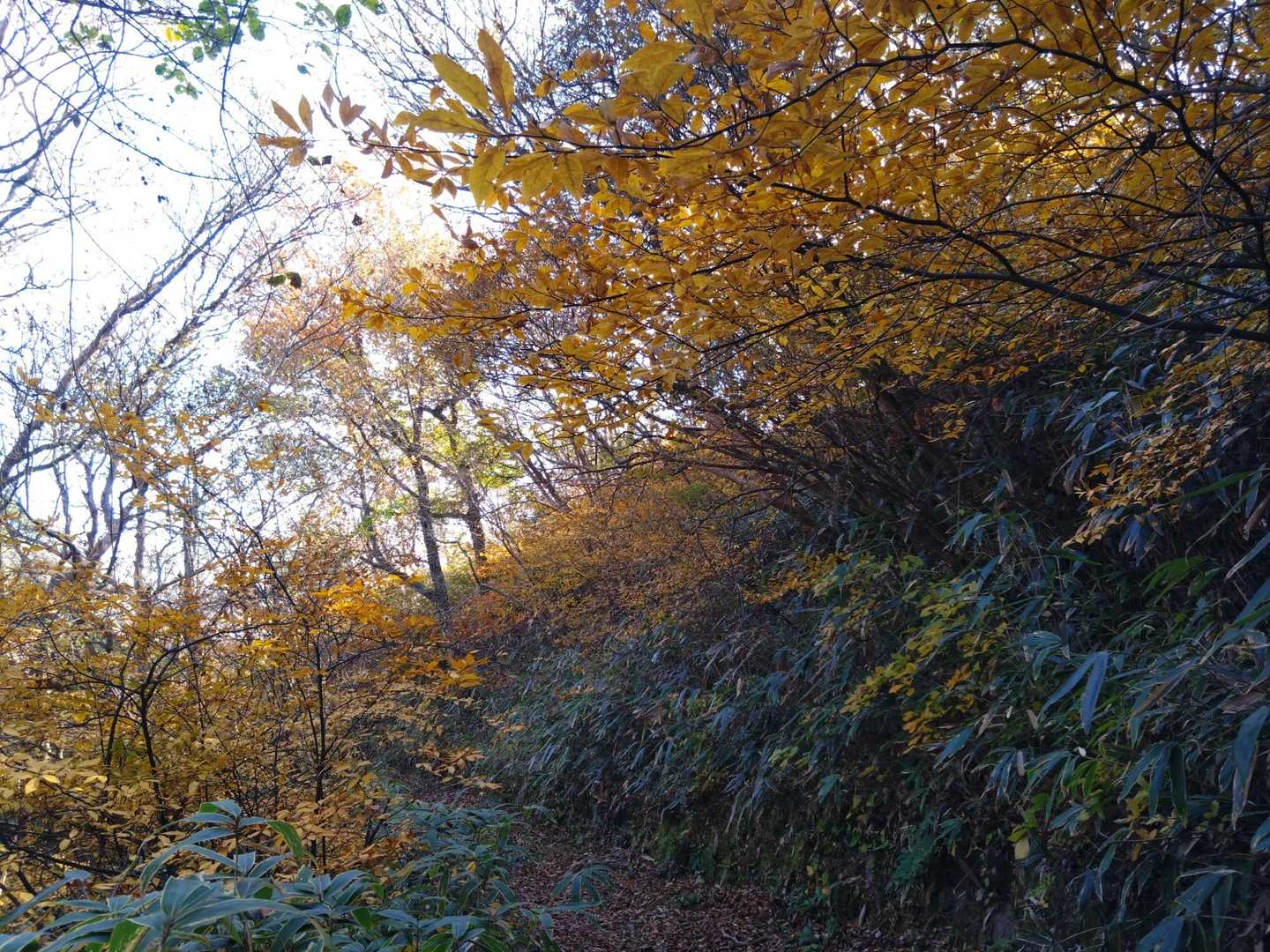 山上は黄色系の紅葉が多め
