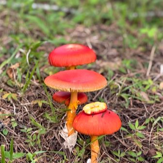 タマゴダケ🍄‍🟫