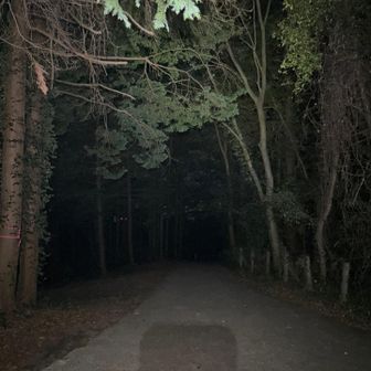 湿度はがとても高く爽快とは言い難かったですが、昼間の日差しを避けてのナイトハイクは十分楽しめました
