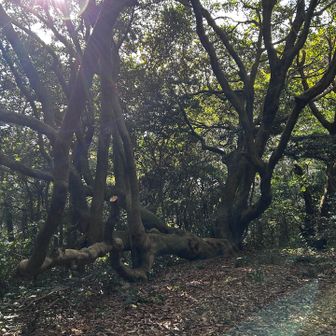 ちょっと寄り道、土塁を歩いて、堤の側の
この樹に会いに。