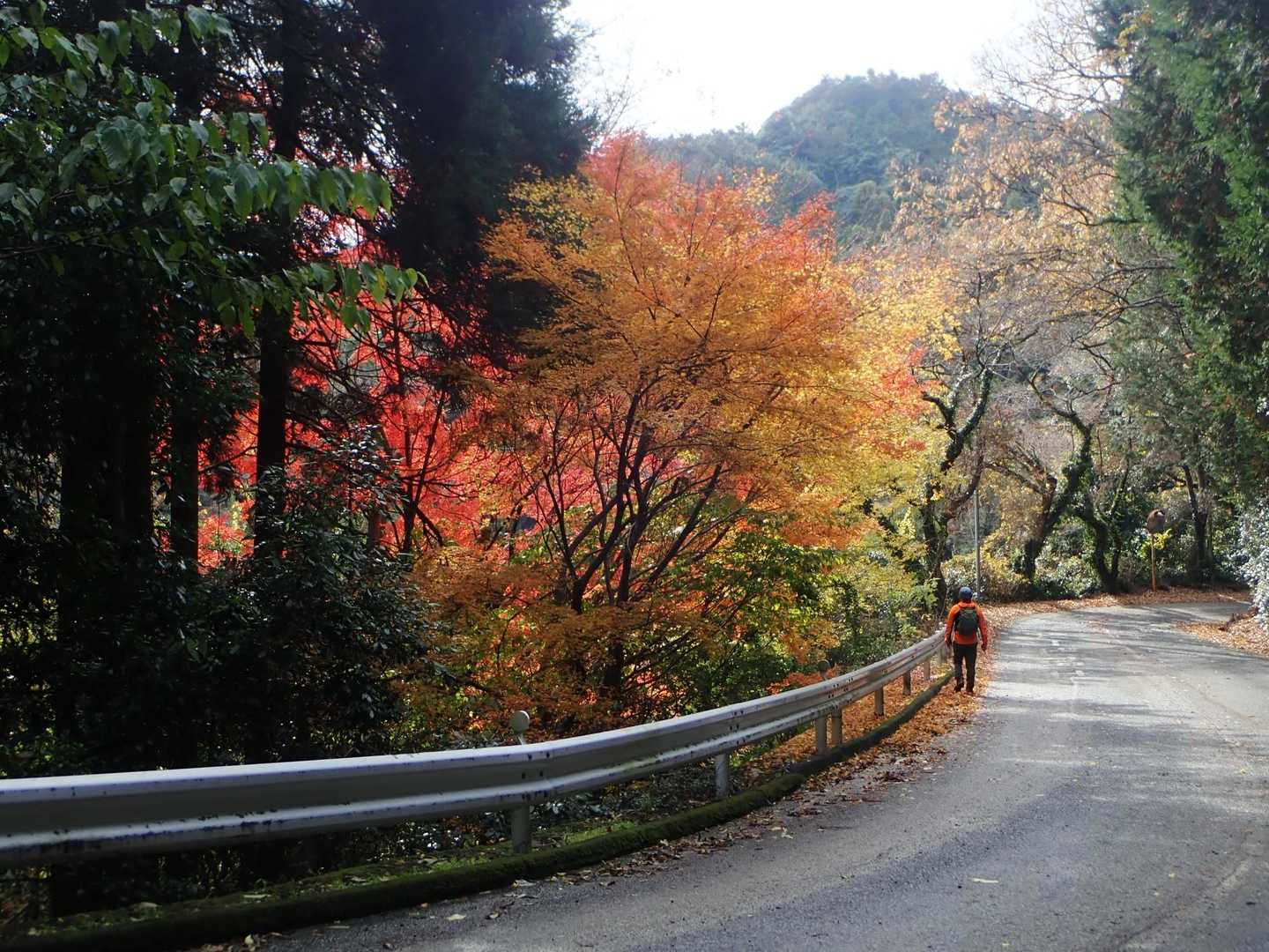 いい感じの道。