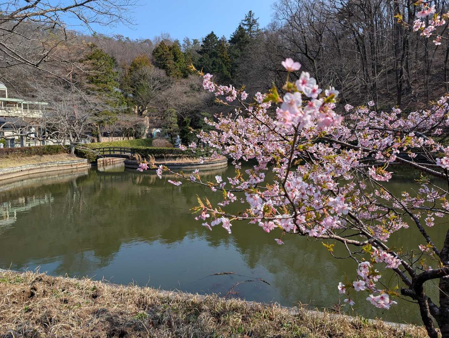 早咲きの桜🌸👆で無事下山😊👍