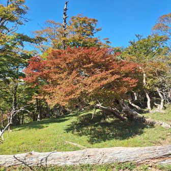 紅葉