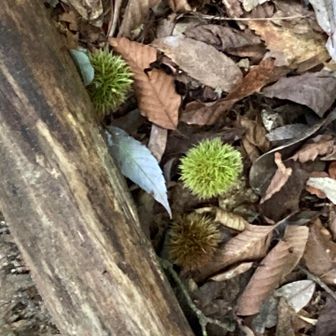 秋の気配🌰🍂

と言いたいが『暑い🥵』