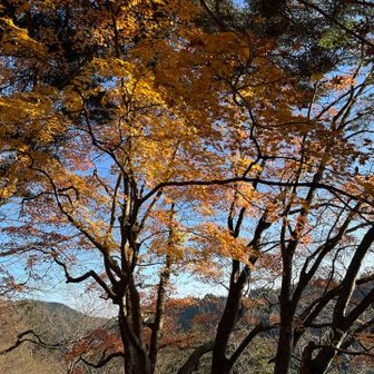 日が傾きかけて、紅葉も綺麗です