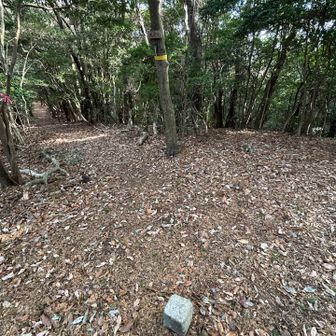 軽くトレランしやすい山道