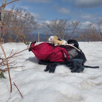🐾たまをの🌳