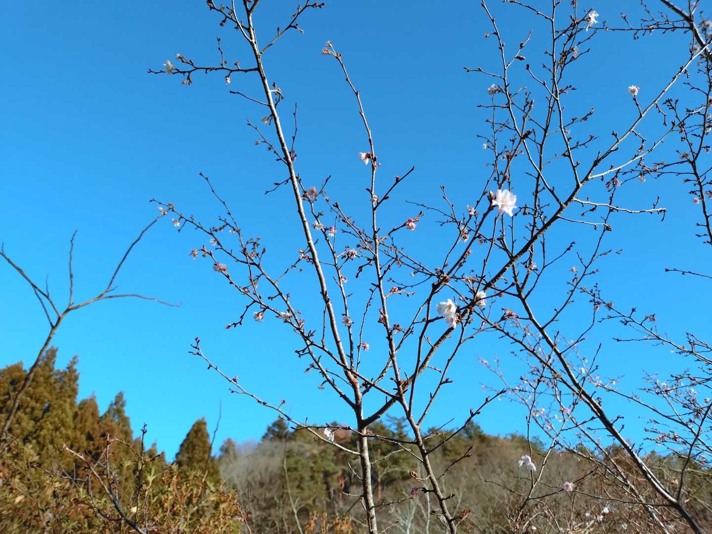 青空に桜