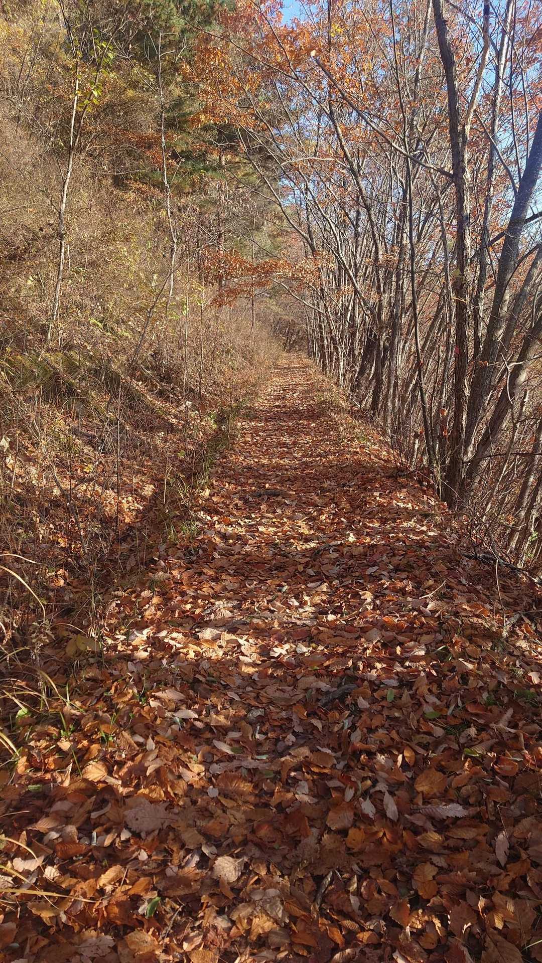 晩秋だね🍂
