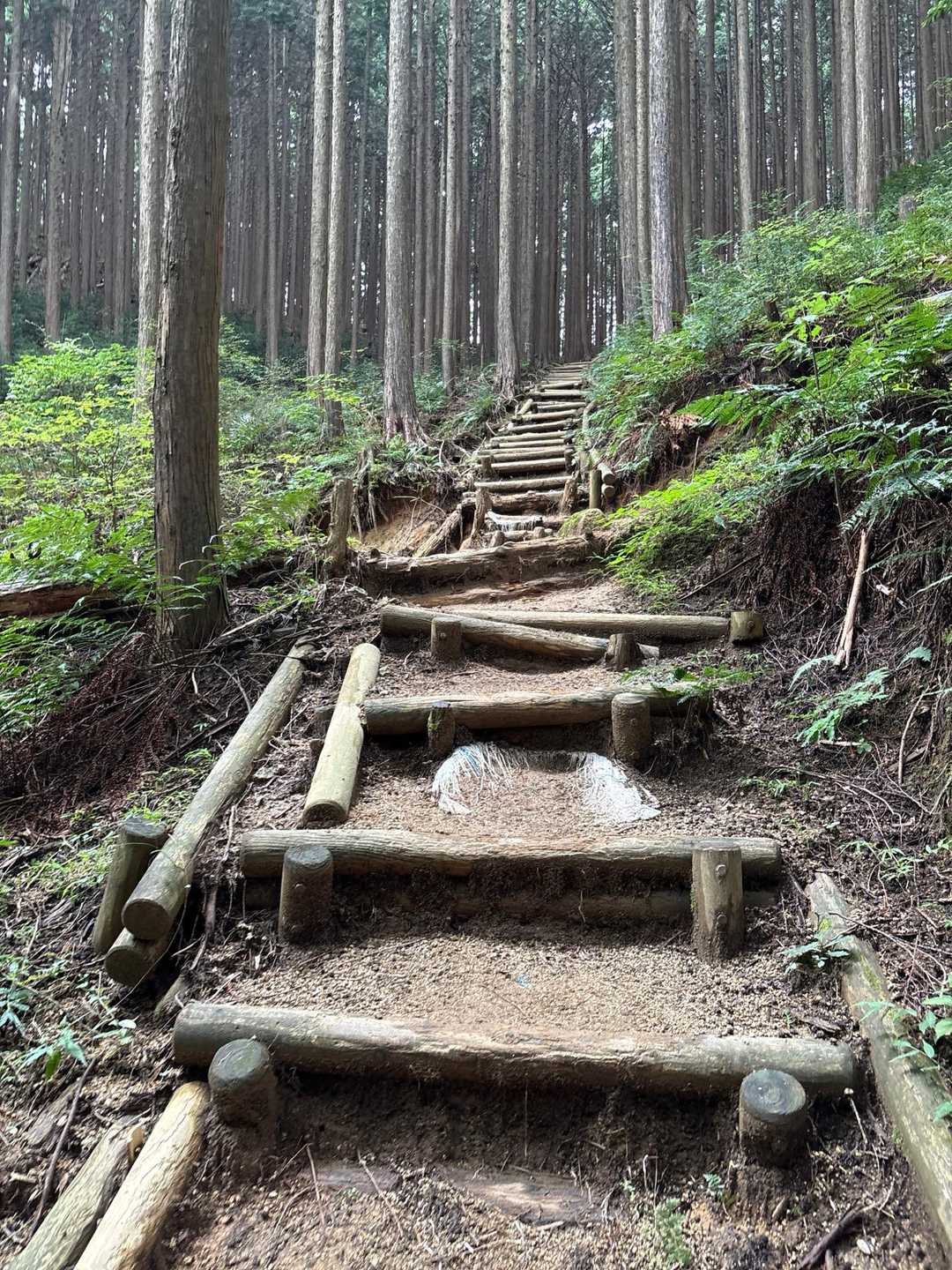段差が少ない階段は楽々⭐