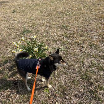山頂の広場でひと休み。水仙の花が可愛らしい。
