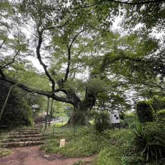 せっかくここまで来たので山頂まで行ってみます
