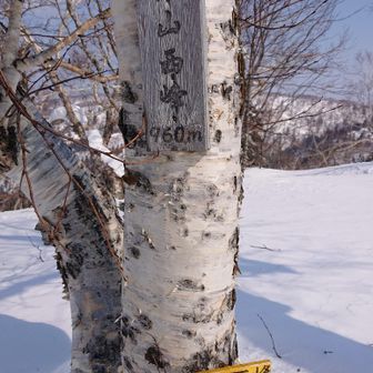 今の積雪深は分からないけど、黄色は雪面すれすれ。
厳冬期は隠れているのかな🤔