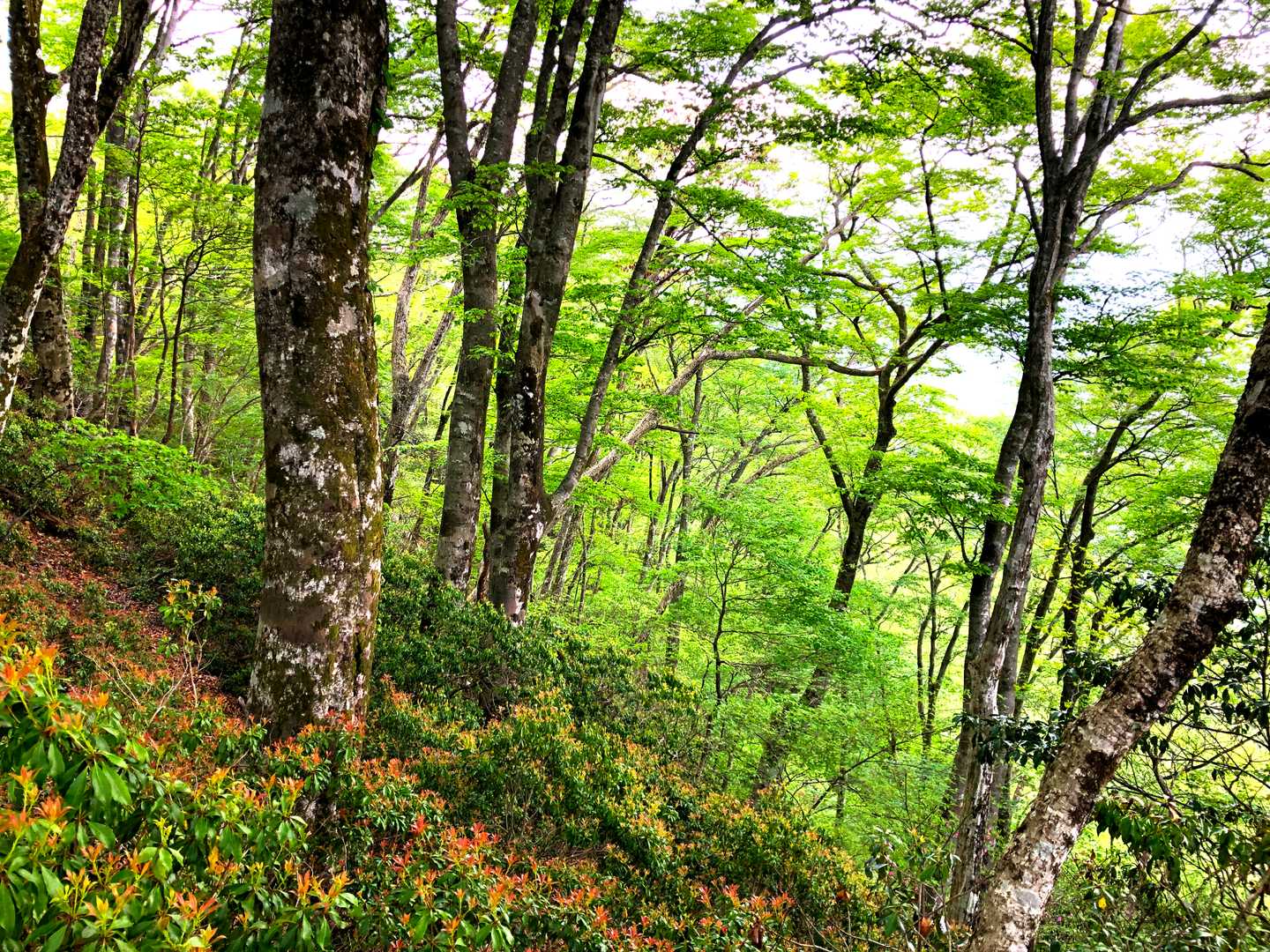 大山の森に引けを取らないブナの森