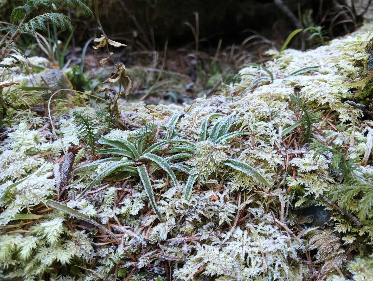 凍っている苔もいっぱい