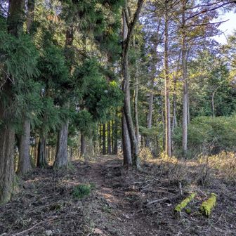 土俵の山頂手前
なぜ土俵なのか…🤔
山頂が土俵のように丸くて平らというのが有力説
