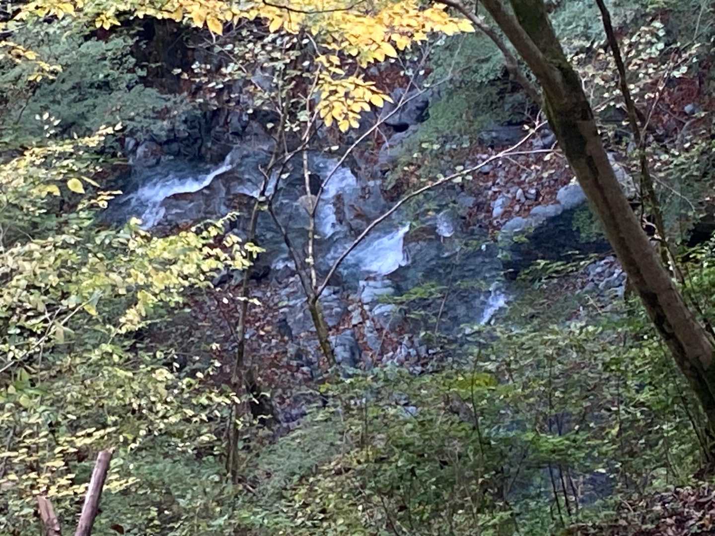 後沢乗越-鍋割山 往復コースの写真