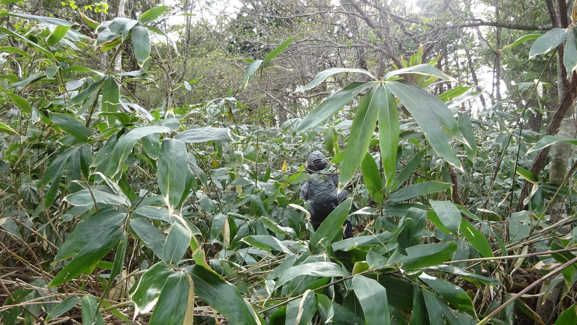 拝殿山への最後の登り