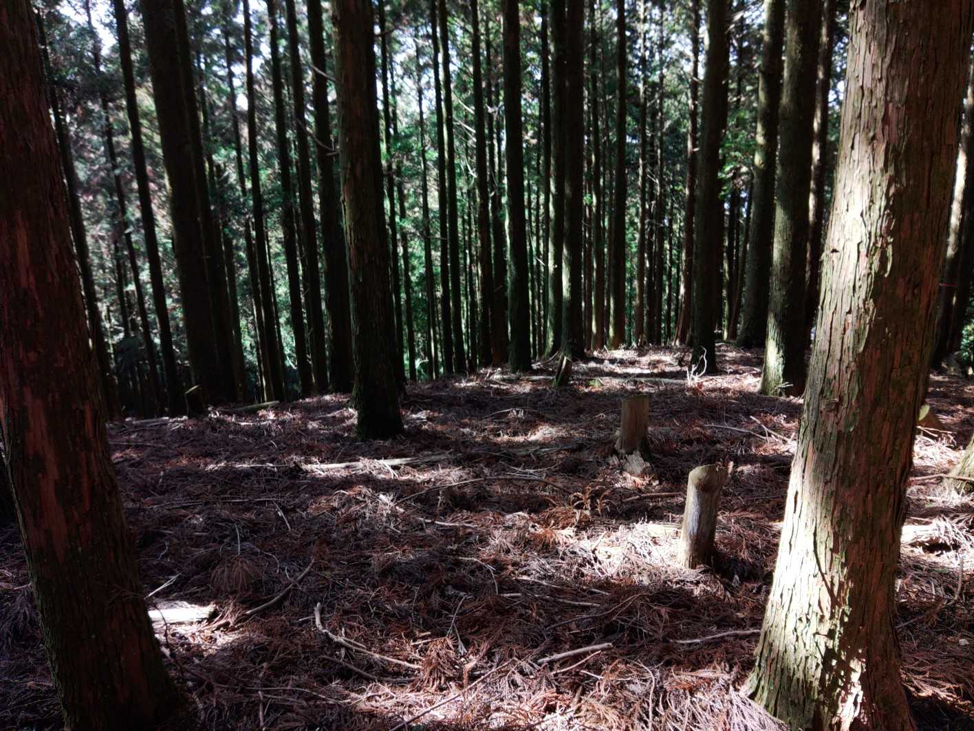 ヤマップルートとは少しずれてますが、 尾根を外さず歩きます