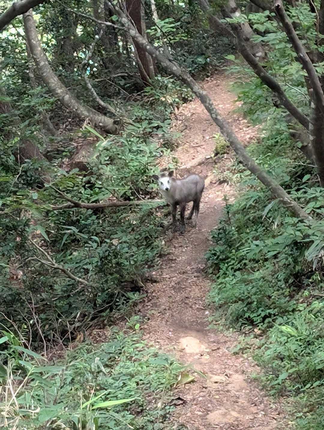 途中でカモシカさんにあった