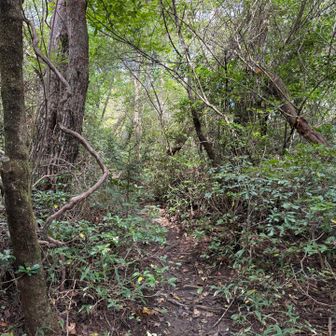 男体山の前に「坊主山」へ。
分岐に標識はないけど、踏み跡はしっかりあります。