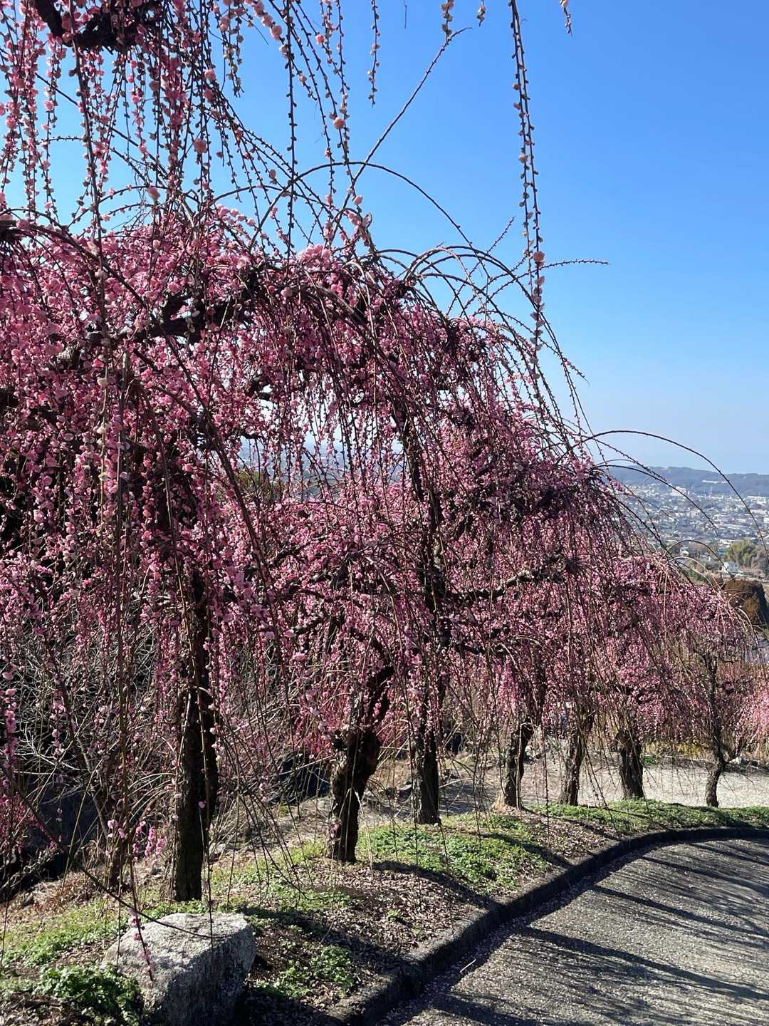 三池山登山道入口-三池山 往復コースの写真
