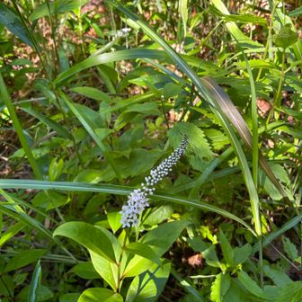 花名
オカトラノオ
学名
Lysimachia clethroides
別名
丘虎の尾, Gooseneck, Okatrano, loosestrife
原産地
日本
開花場所
野原・畦道, 低山
開花期
6月, 7月