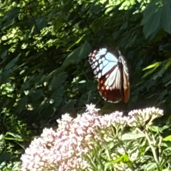 お〜❗️アサギマダラ💕
飛び交っていてなかなか止まらない😅
偶然、飛んでいる姿が撮れた❗️