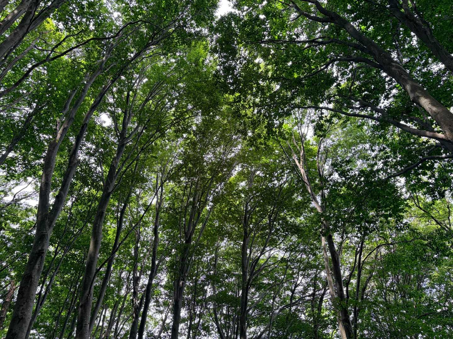 小川コース登山口-越知神社-越知山 往復コースの写真