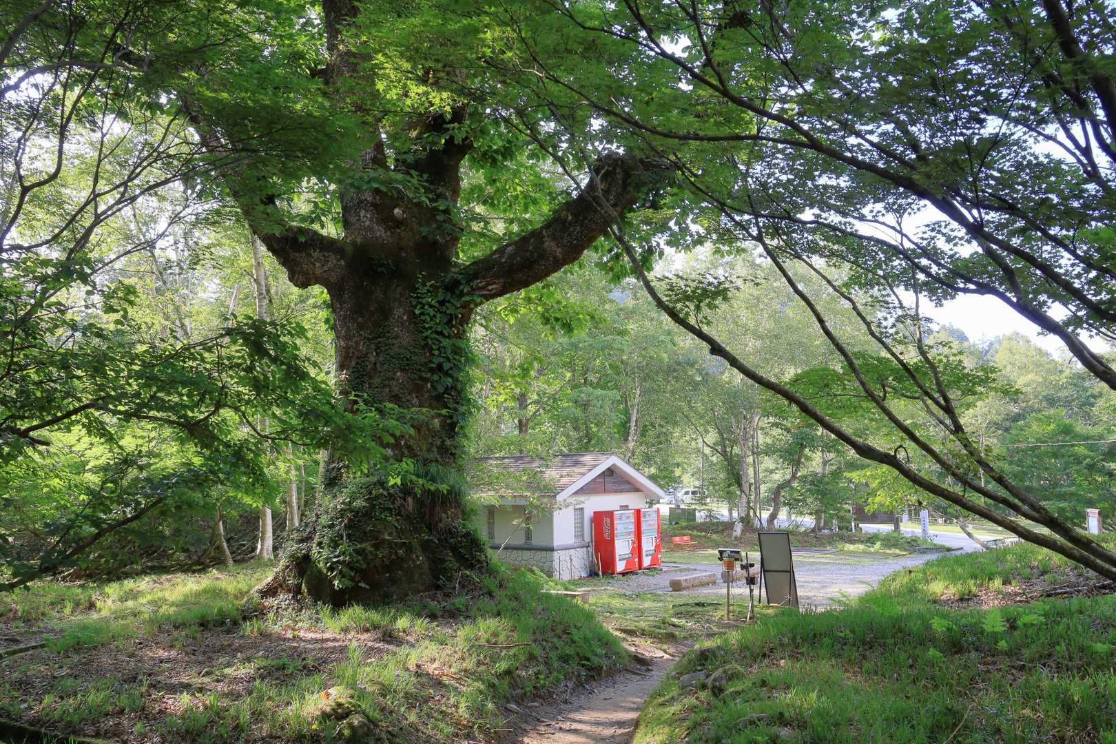 登山口が見えた〜！

往路では暗くてわからなかったけど
こんな見事な巨木があったのね🌳

薬師岳、距離はあるけどその分急登も少なく
足元も良くて登りやすいお山でした
絶妙に良い間隔で山小屋があり
トイレ、補給も困らない

今回実感したのは「道は繋がっている」こと
北は五色ヶ原から立山へ
南は黒部五郎から三俣蓮華、槍・穂高へ
いつか繋いでみたい、その道を